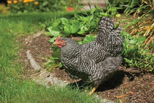 Free-ranging Barred Plymouth Rock chicken, Henny Penny, in the flower bed in my backyard taken in Issaquah, WA.